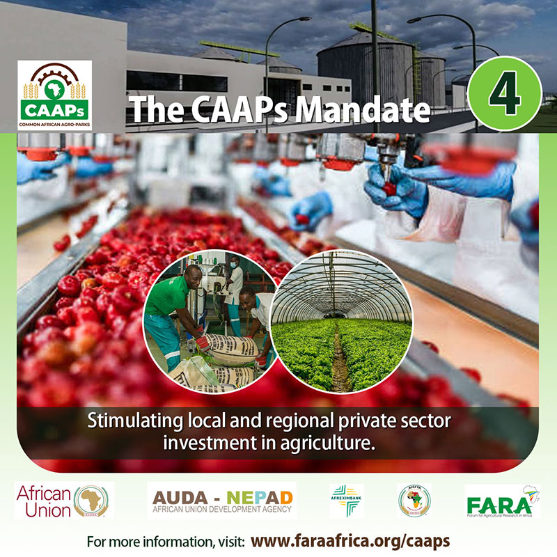 CAAPs Brand Strategy (Digital)