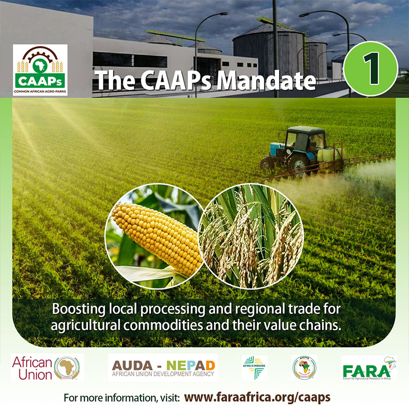 CAAPs Brand Strategy (Digital)